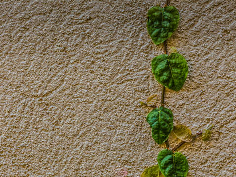Ivy up a wall