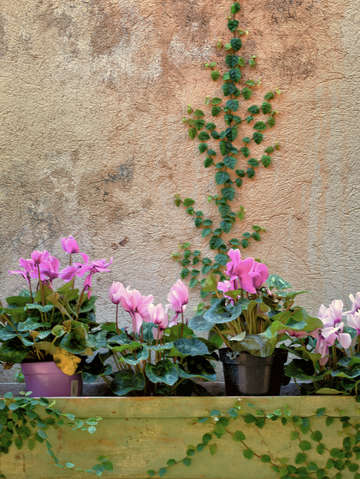 Ivy with flowers