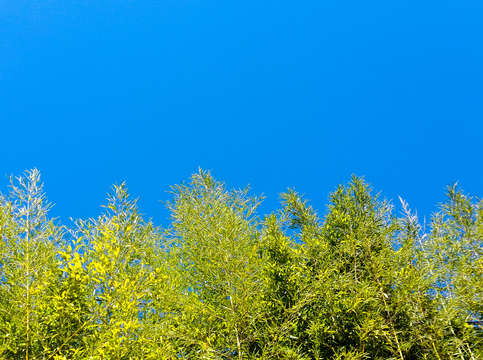 Green trees blue skies