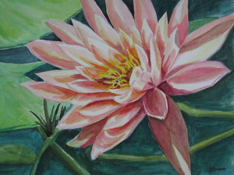 Peach water lily