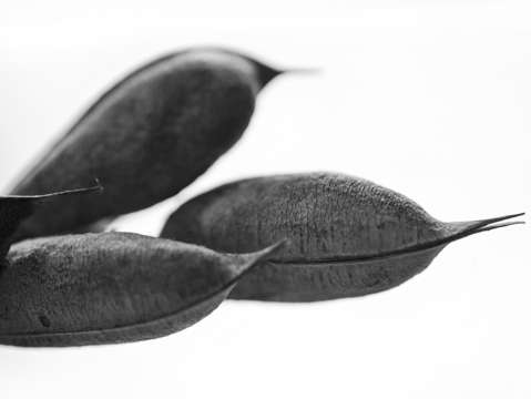 A flock of 2