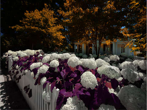 Autumn snowballs