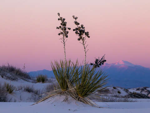 Yucca white sands new mexico