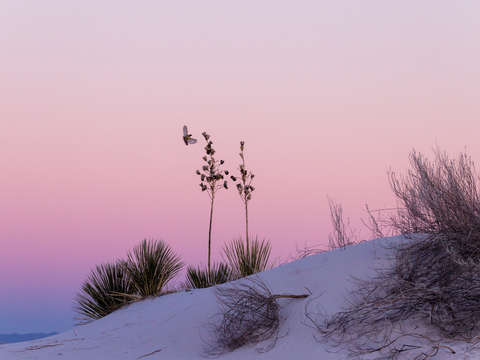 Yucca and bird in flight