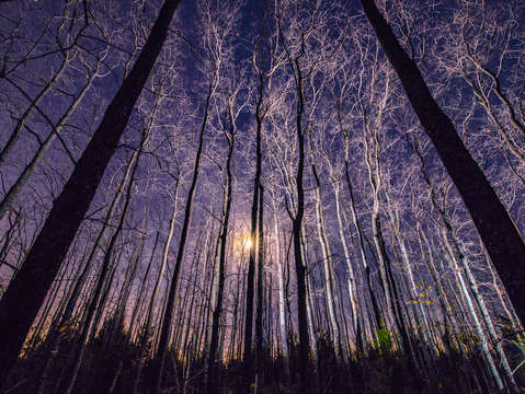 Tree grove night strobes 1b