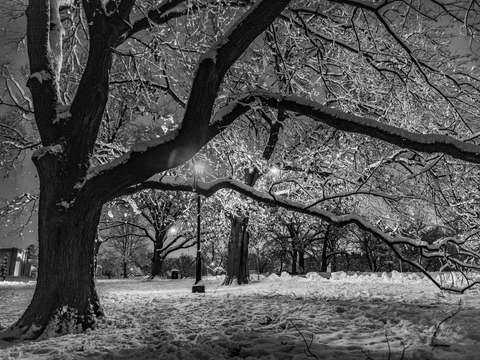 Loose park snow night 1