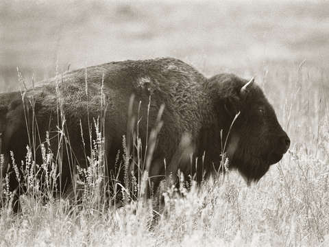 Brooding bison