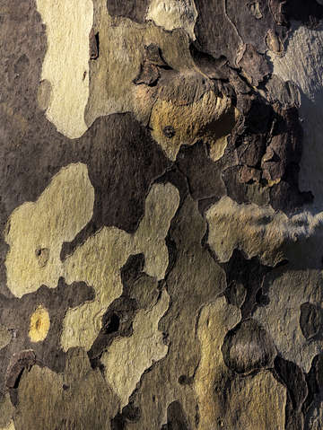 Sycamor bark