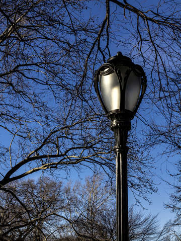 Street light trees and sky