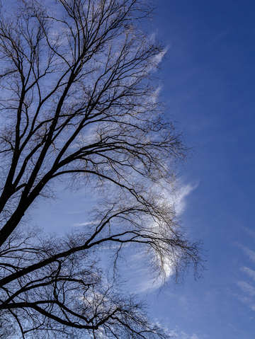 Sky trees and clouds 1