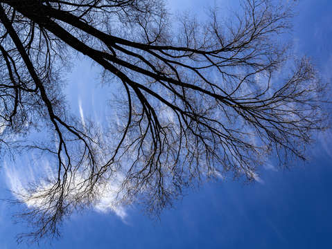 Sky trees and clouds 2