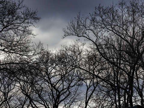 Sky trees and clouds 3