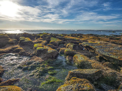 Reef at minus tide