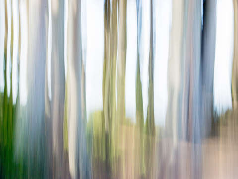 Moving trees 24 landscape 52 70 200px
