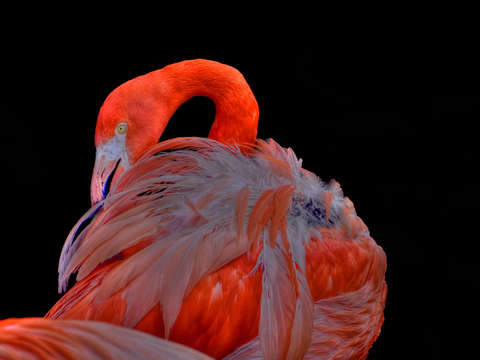 Flamingo Pride
