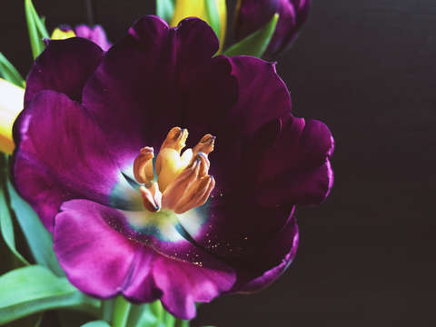Purple burst