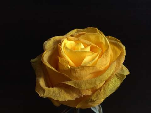 Yellow beauty