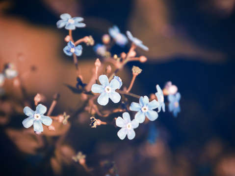 Pastel flowers