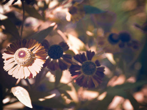 Tender flowers