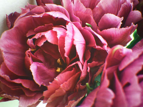 Pink splash