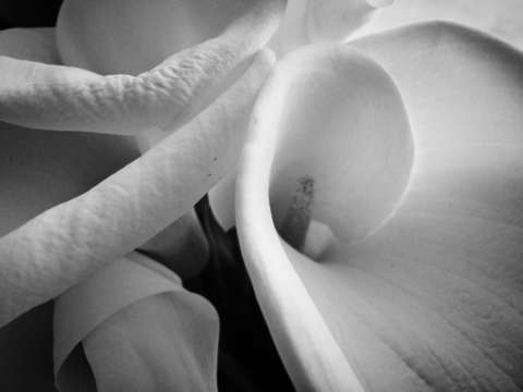 Floral abstract