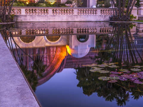 Lily pads and a botanical reflection