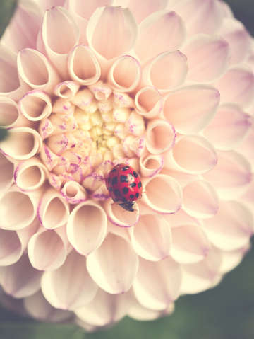 Blush dahlia