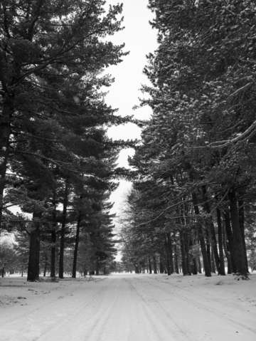 The path home