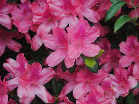 Azaleas