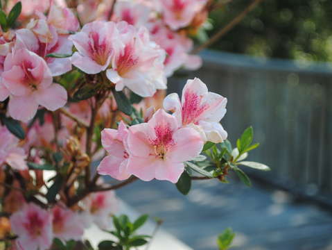 Mini azaleas