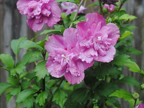 Rain drops on althea