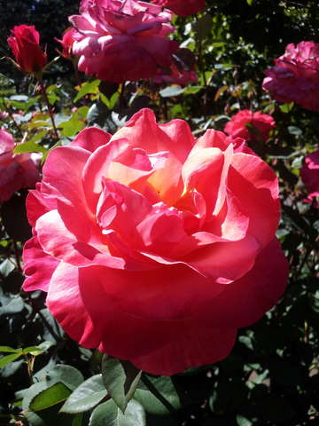 Sun kissed rose