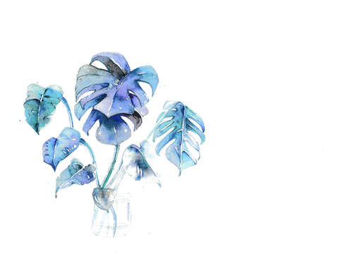 Monstera galaxy