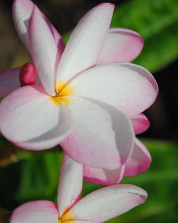 Pink and white close up