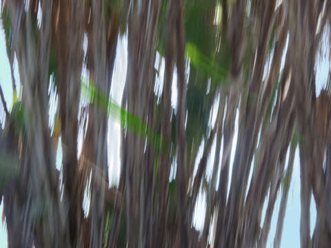 Moving trees 26 landcape 52 70 200px