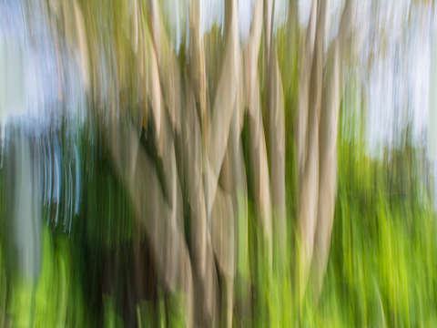 Moving trees 30 landcape 52 70 200px