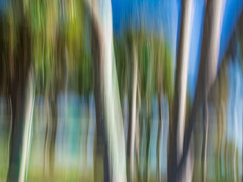 Moving trees 31 landcape 52 70 200px
