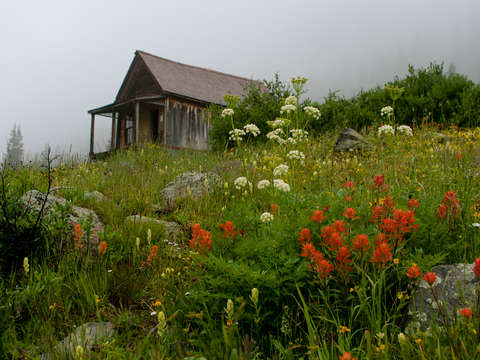 Rustic cabin and wildflowers