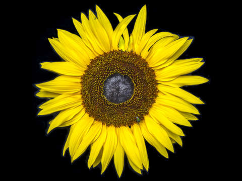 Russian mammoth sunflower