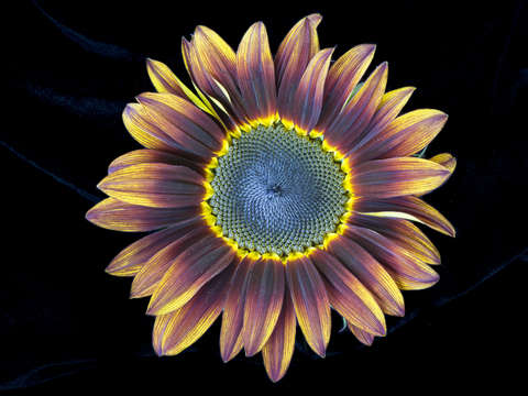Pastiche sunflower