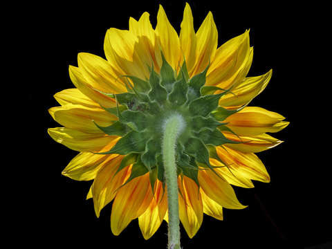 Back lit sun saba sunflower