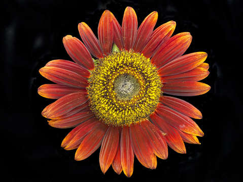 Evening sun sunflower
