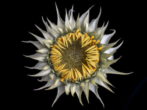 Mystery sunflower