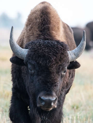 Intimidating bison