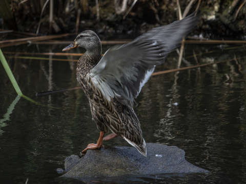 Mallard take off 2