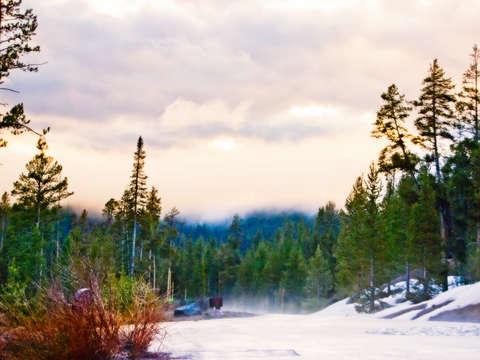 Yellowstone forest morning