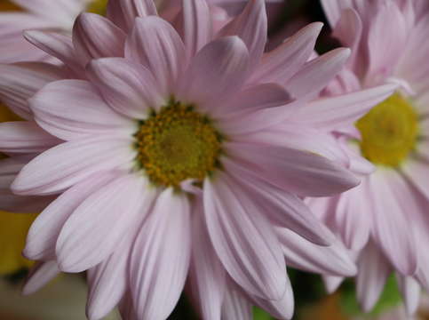 Daisies 5