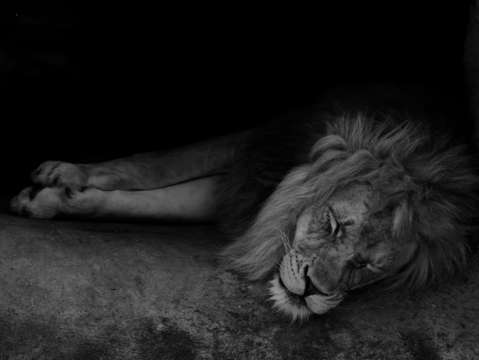 Lion in slumber