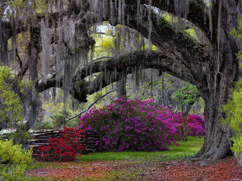 Oaks and azelias