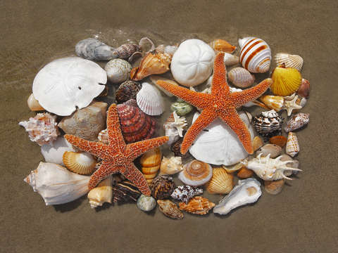 Shell scape